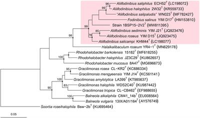 Biotin pathway in novel Fodinibius salsisoli sp. nov., isolated from hypersaline soils and reclassification of the genus Aliifodinibius as Fodinibius